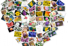 FigrCollage 3.1.1（简单易用的照片拼接）for Mac破解版